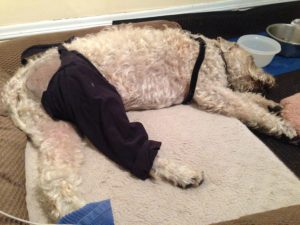 Dog recovery Healing Touch