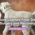 Dog ACL surgery Healing touch for dogs