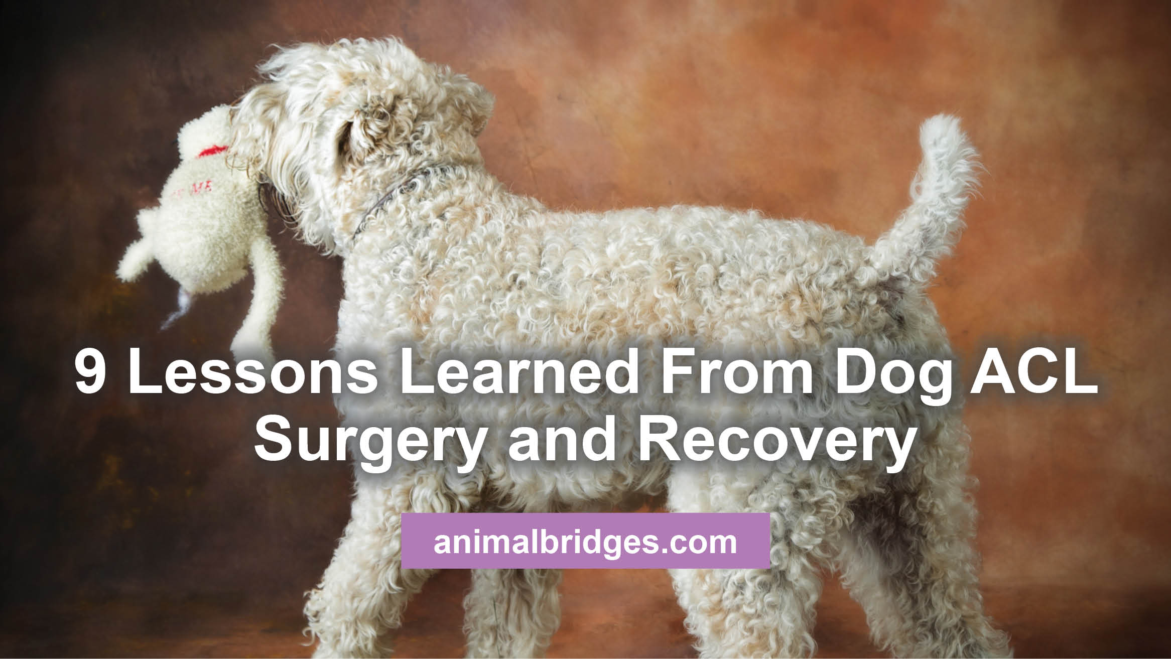 how long should a dog limp after acl surgery