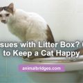 Cat issues with litter box animal communicator