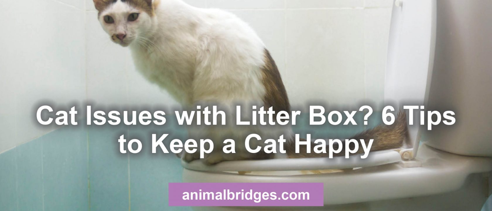 Cat issues with litter box animal communicator