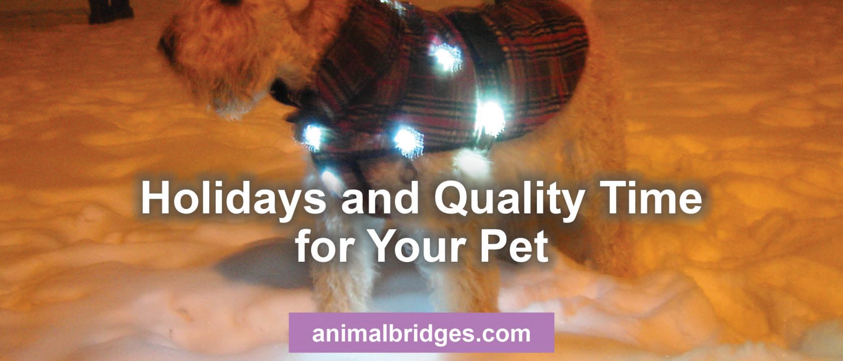 Holidays and quality time for your pet animal communicator