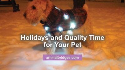 Holidays and quality time for your pet animal communicator