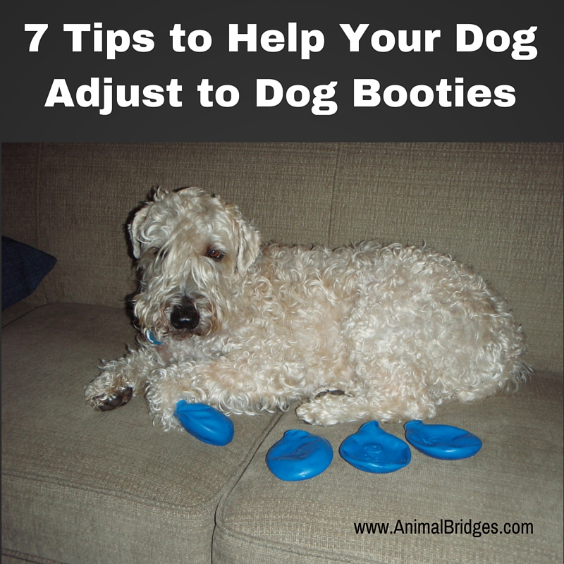 7 Tips to Help Your Dog Adjust to Dog Booties Prescott, AZ Animal