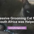 Excessive grooming cat animal communicator