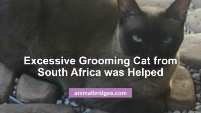 Excessive grooming cat animal communicator