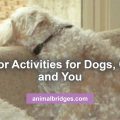 Indoor activities for dogs, cats, and you