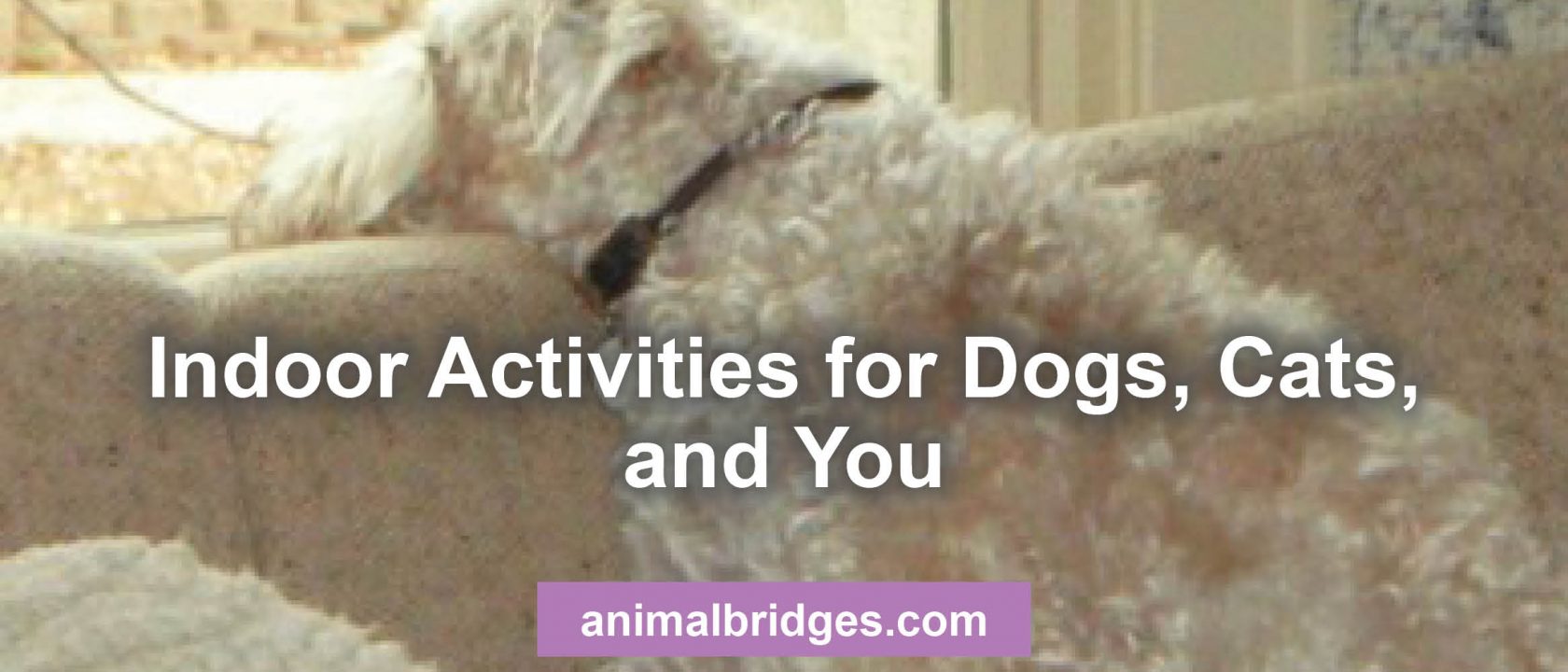 Indoor activities for dogs, cats, and you