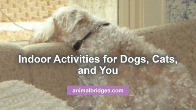 Indoor activities for dogs, cats, and you