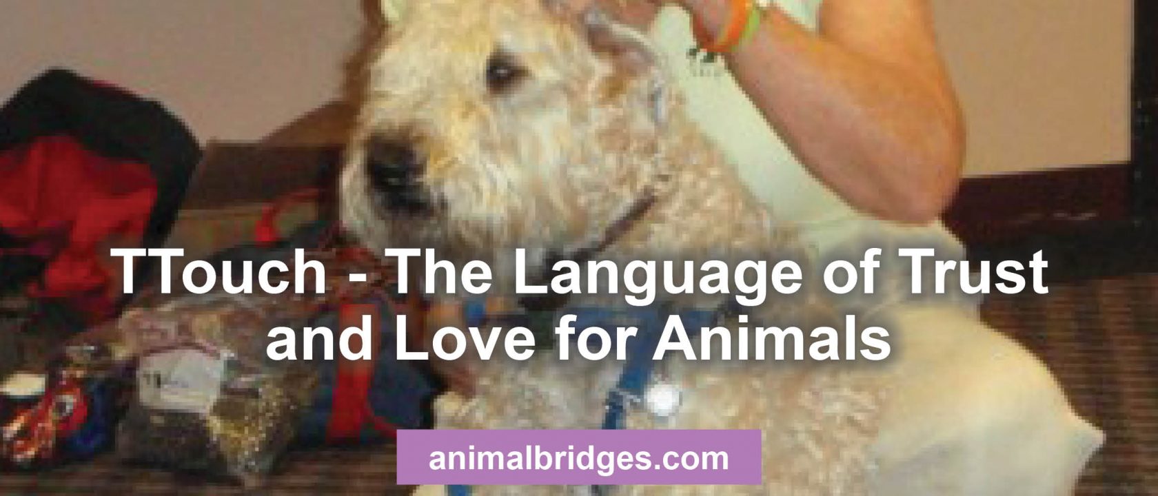 Animal Communicator Tellington TTouch