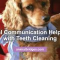 Animal communication helps dog with teeth cleaning.