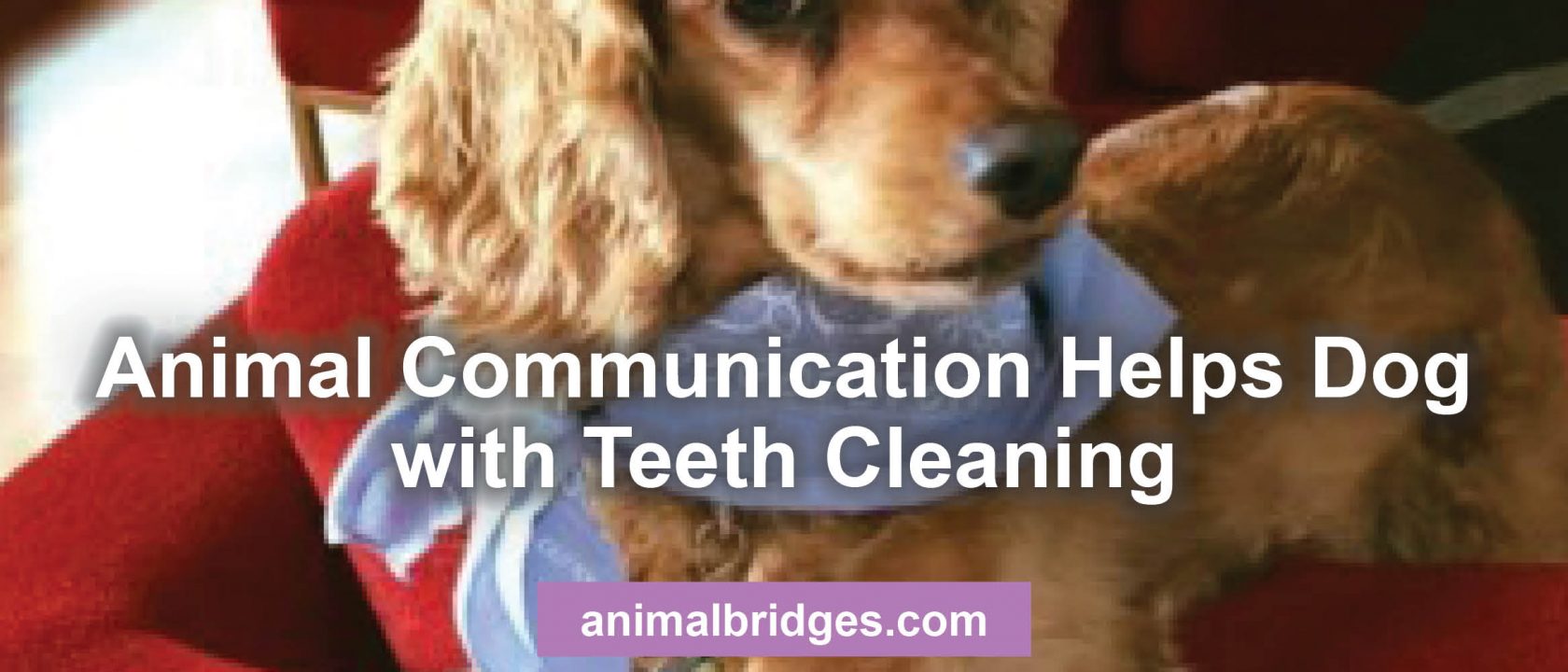 Animal communication helps dog with teeth cleaning.