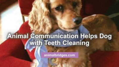 Animal communication helps dog with teeth cleaning.