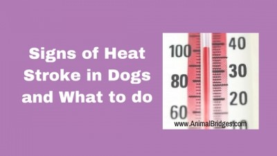 Signs of Heat Stroke in Dogs and What To Do - Prescott, AZ Animal ...