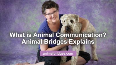 what is animal communications?