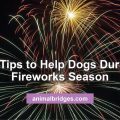 13 Tips to Help Dogs During Fireworks Season