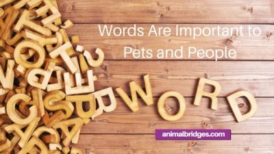 Words are important to pets and people