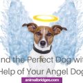 Find the Perfect Dog with Help of Your Angel Dog