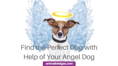 Find the Perfect Dog with Help of Your Angel Dog
