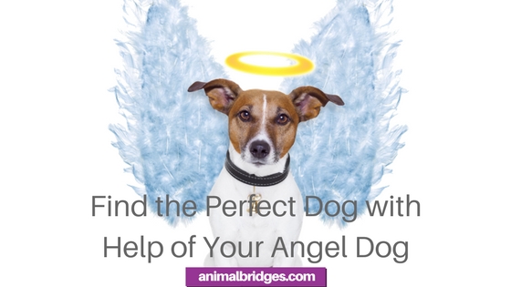 Find the Perfect Dog with Help of Your Angel Dog