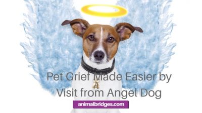 Pet grief and pet death made easier by visit by angel dog