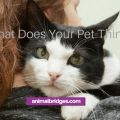 What does your pet think?