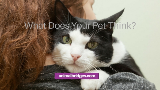 What does your pet think?