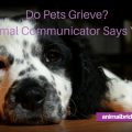 Do pets grieve? Animal communicator says yes!