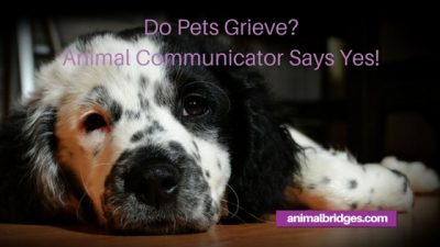 Do pets grieve? Animal communicator says yes!