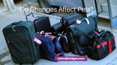 Do changes affect pets