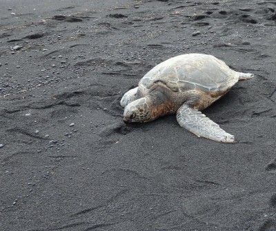 Sea turtle and manta rays animal communications