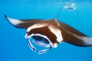 manta ray flying
