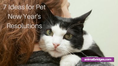Pet New Year's Resolutions