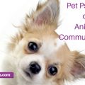 Pet psychic or animal communicator?