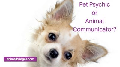 Pet psychic or animal communicator?