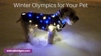 Winter Olympics for your pet