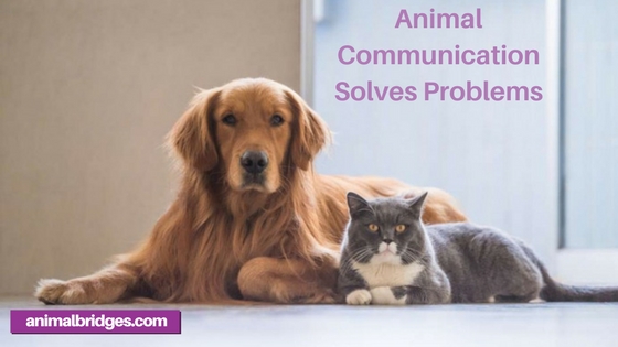 Animal Communication Solves Problems - Prescott, AZ Animal Communicator ...