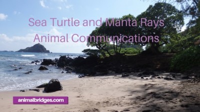 animal communicator