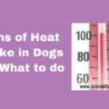 Signs of Heat Stroke in Dogs