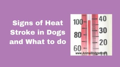 Signs of Heat Stroke in Dogs