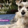 7 spring dog tips to do today