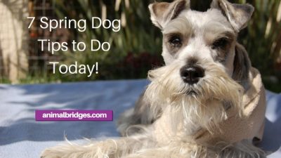 7 spring dog tips to do today