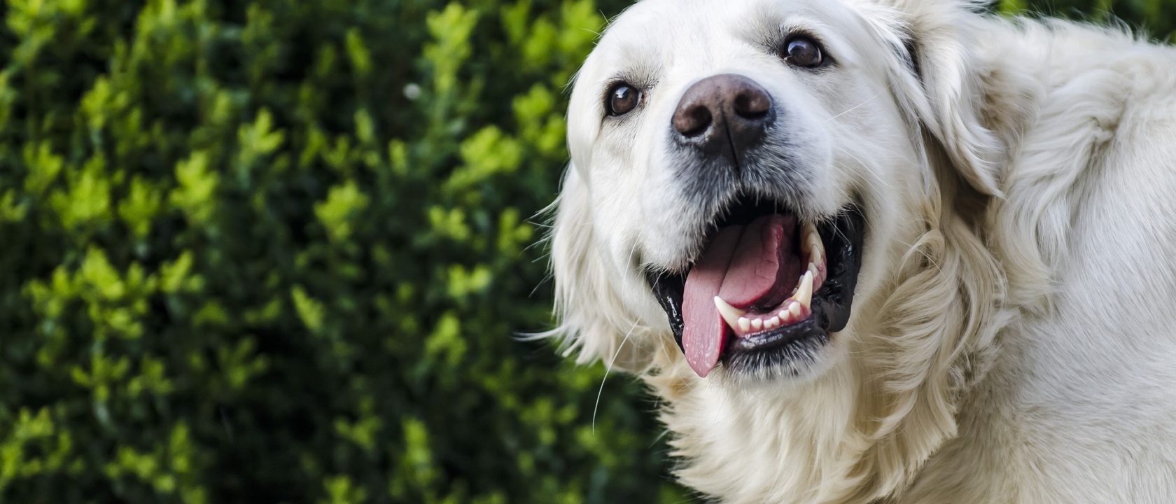 Phoenix, AZ animal communicator