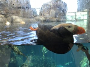 Alaska intention. Tufted puffin. Animal communicator