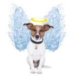 pet death and animal communication