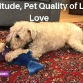 pet behavior and animal communication