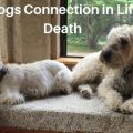 animal communication pet death