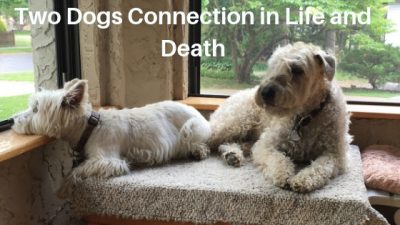 animal communication pet death