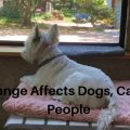Change affects dogs, cats and people