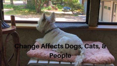 Change affects dogs, cats and people